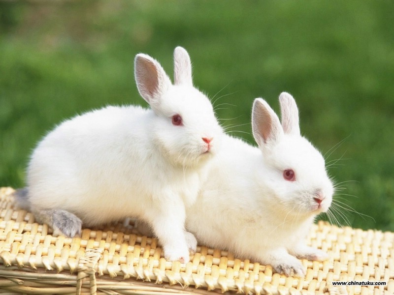 可爱兔子壁纸,可爱兔子壁纸图片-动物壁纸-动物