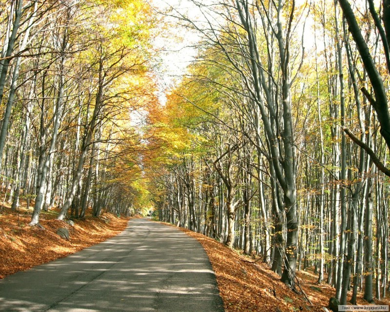 秋天壁纸合集 树林小径 秋天景色壁纸壁纸,经典