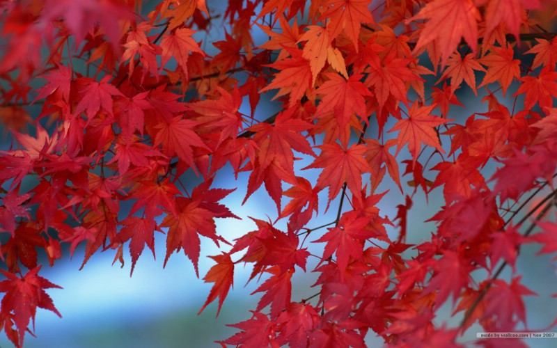 深秋即景秋天风景壁纸秋季风景桌面树木与红叶