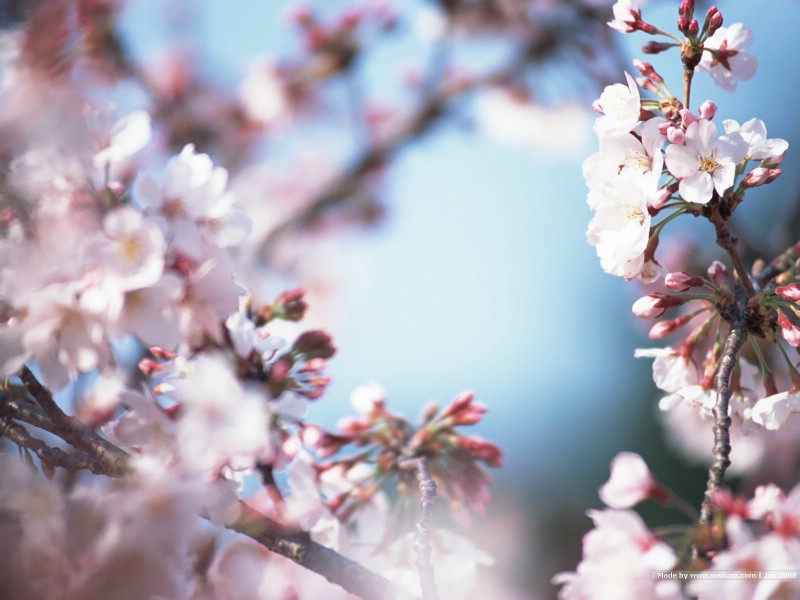 日本樱花图片 Japanese Sakura Cherry Blosso