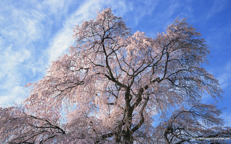 日本樱花图片 japanese sakura cherry blossom