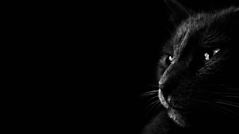 黑猫 多分辨率 壁纸21280x720壁纸 黑猫 （多分辨率）壁纸 黑猫 （多分辨率）图片 黑猫 （多分辨率）素材 精选壁纸 精选图库 精选图片素材桌面壁纸