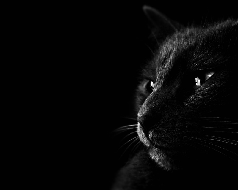 黑猫 多分辨率 壁纸31280x1024壁纸 黑猫 （多分辨率）壁纸 黑猫 （多分辨率）图片 黑猫 （多分辨率）素材 精选壁纸 精选图库 精选图片素材桌面壁纸