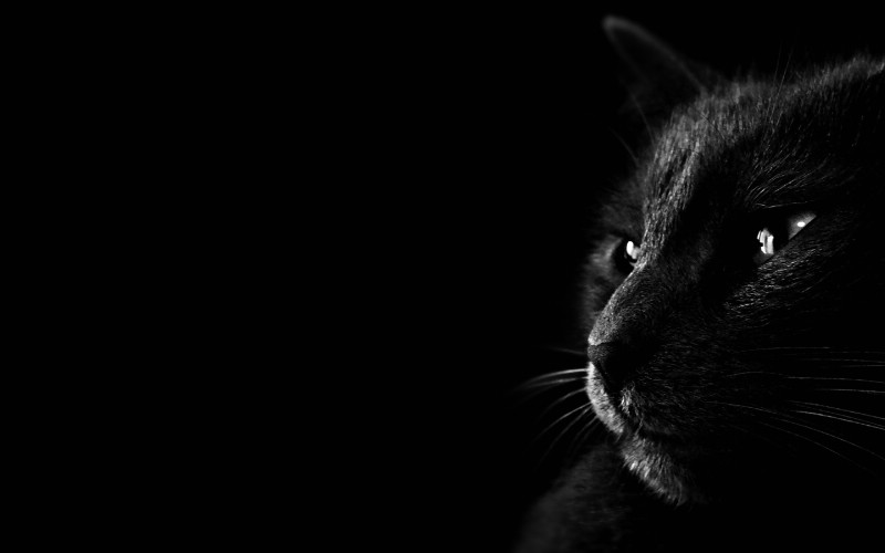 黑猫 多分辨率 壁纸41440x900壁纸 黑猫 （多分辨率）壁纸 黑猫 （多分辨率）图片 黑猫 （多分辨率）素材 精选壁纸 精选图库 精选图片素材桌面壁纸