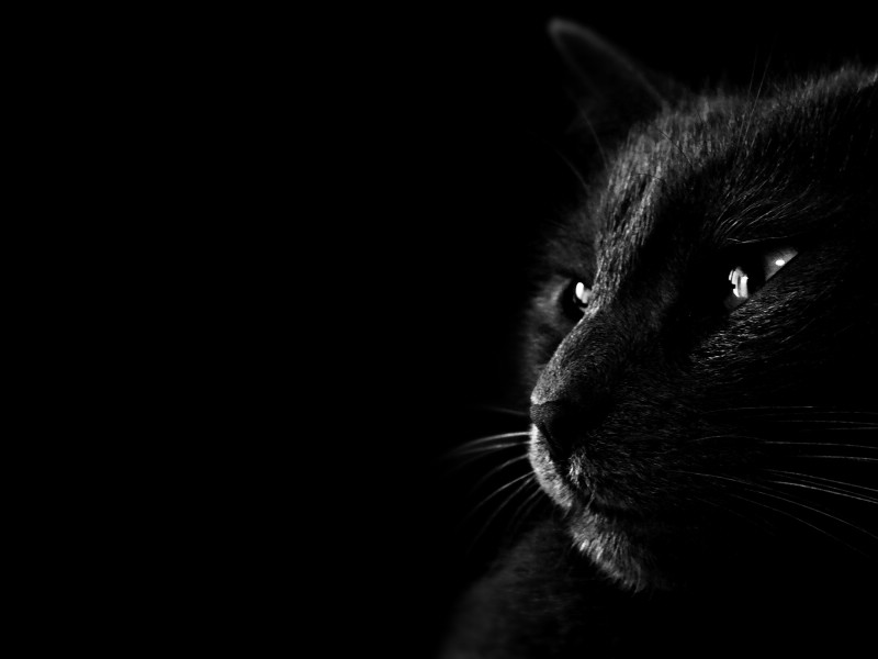 黑猫 多分辨率 壁纸61600x1200壁纸 黑猫 （多分辨率）壁纸 黑猫 （多分辨率）图片 黑猫 （多分辨率）素材 精选壁纸 精选图库 精选图片素材桌面壁纸