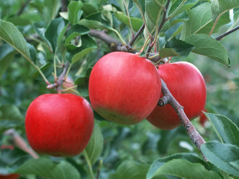 硕果累累 苹果篇 苹果树上的红苹果图片 Stock